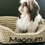 🐱🐶 Cat or Small Dog Basket