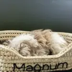 🐱🐶 Cat or Small Dog Basket