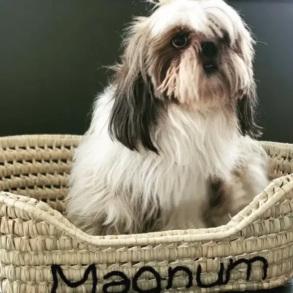 🐱🐶 Cat or Small Dog Basket