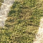 Mouassine – Checkered Olive Green Moroccan Rug | Ultra Soft Beni Ourain Wool Rug