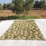 Nabba – Sage Green Checkered Moroccan Shag Rug | Luxury Beni Mrirt Wool Rug